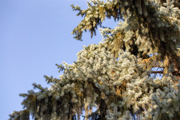 Christmas tree branches and needles on a background of blue sky.