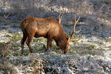 Bull Elk in eary snow in autumn in a mountain meados