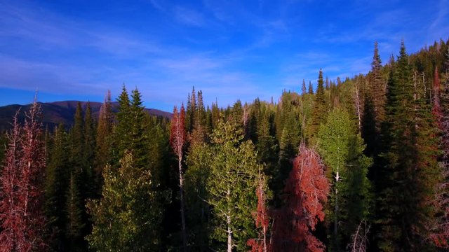 Aerial drone shot climbing above a pine tree forest.