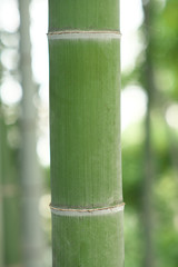 Obraz premium Tokyo,Japan-October 31, 2019: Green bamboo trunk in bamboo forest in Tokyo, Japan 