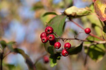 Berries of the hawthorn. Autumn natural background.