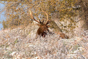 Bull Elk in eary snow in autumn in a mountain meados