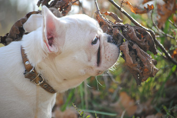 white french bulldog in autumn park