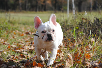 white french bulldog in autumn park