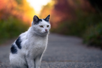 Obraz premium street cat on a forest path. Homeless cat on the background of the autumn park. help animals