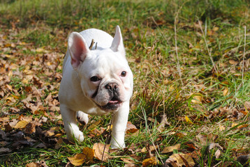 white french bulldog in autumn park