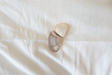 shell on a white background