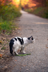 Naklejka na ściany i meble street cat on a forest path. Homeless cat on the background of the autumn park. help animals