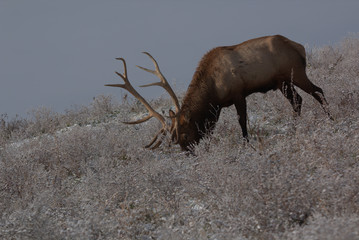 Bull Elk in eary snow in autumn in a mountain meadow