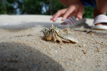 hermit crab