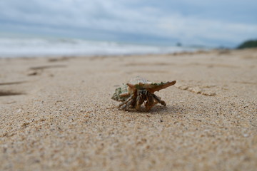 hermit crab on the beach