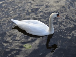 Swan white against the dark water in the river late at night at sunset. 