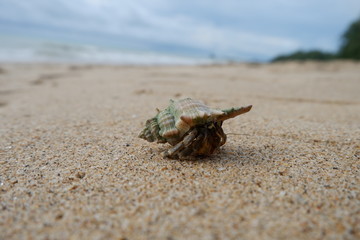 hermit crab on the beach