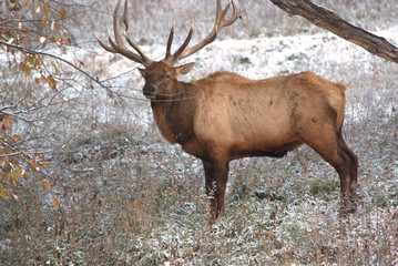 Bull Elk in eary snow in autumn in a mountain meadow