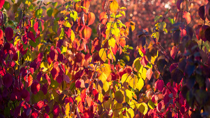 Autumn leaves are red yellow and green. Beautiful Autumn Background.