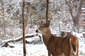 Young spike buck in a fresh snowfall