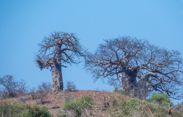 Baobab trees isolated on a hill against a clear blue sky in an African landscape image in horizontal format with copy space