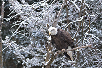 Bald Eagle sits in a snow covered tree
