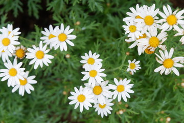 Fototapeta premium field of daisies