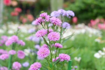 purple flowers in the garden