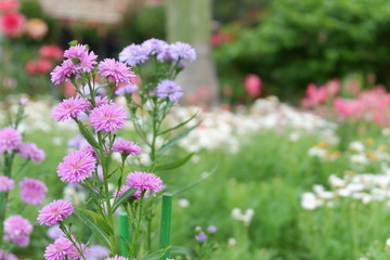 purple flowers in the garden