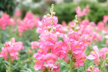 pink flowers in the garden
