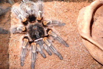 spider on web