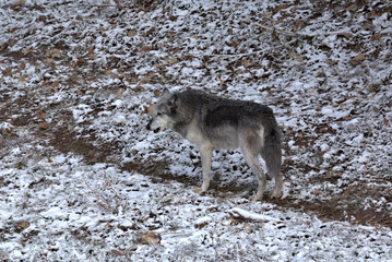 Grey Wolf on a snow covered mountain forest trail