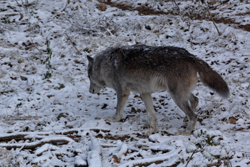 Not all Grey Wolfs are white, you will see a mixture of colors