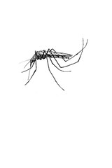 Mosquito