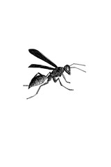 Wasp