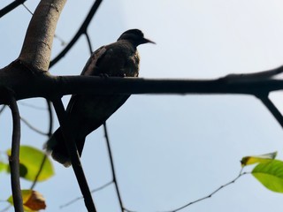 bird on branch
