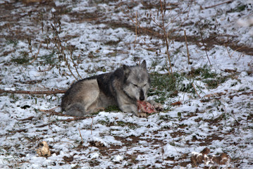 Grey Wolf in a mountain meadow with fresh snow