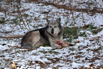 No sharing this leg of lamb with this Wolf