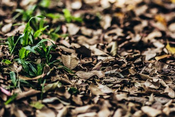 Dry leaves that are on the ground