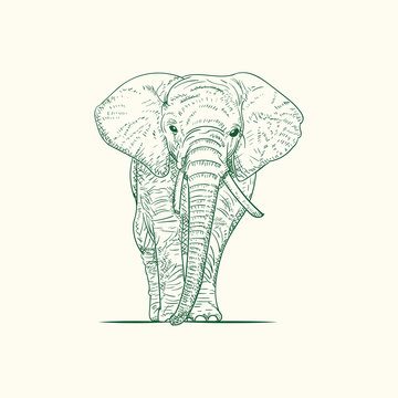 Vector illustration. Hand drawn realistic sketch of an elephant