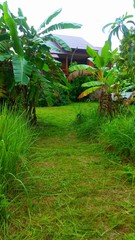  Banana trees in garden