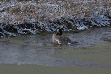 Canada Goose swiming in a green muck in a small stream