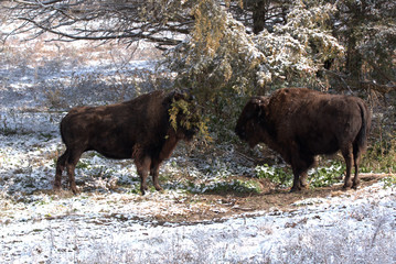 Couple of Bisons thinking of a stand off under a tree branch with snow on it