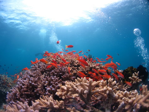 沖縄の海　カラフルな熱帯魚