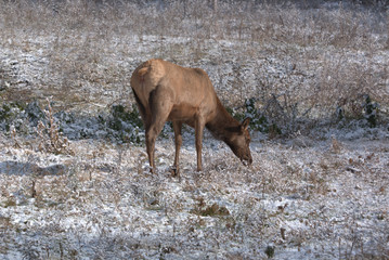 Elk Cow grazes in the meadow after the first snow of the year.