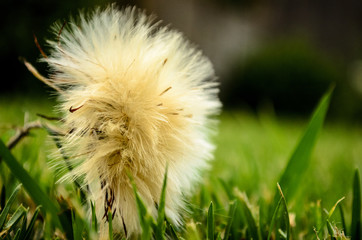 Dandelion