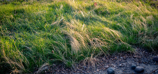 tall grass, natural background. Green grass texture in the wind.