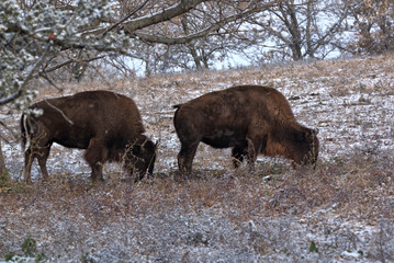 Couple of Bison grazing in the snow trying to locate grass that is covered from the night before