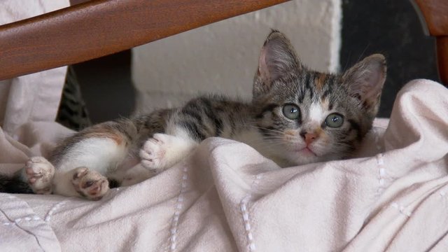 Adorable kitten laying down while awake and being curious about surroundings