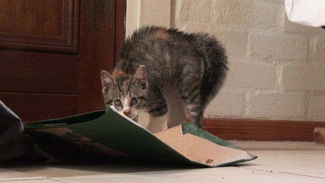 Frightened kitten with back arched, hair up and backing away