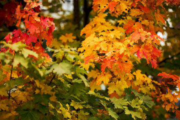 Colorful maple leaves in the forest. Season background. Orange, green, red maple leaves in nature.