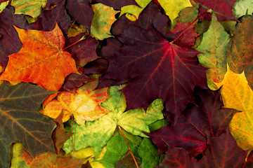 Colorful maple leaves in the forest. Season background. Orange, green, red maple leaves in nature.