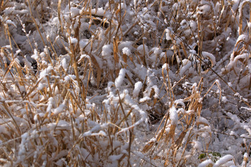 Frost and snow covered grass