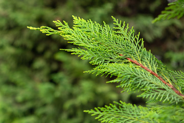 Thuja evergreen tree branch close up